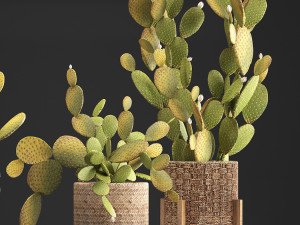 collection of exotic cactus plants 375 3D Модель