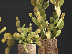 collection of exotic cactus plants 375 3D Model
