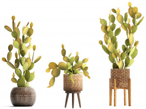 collection of exotic cactus plants 375 3D Модель