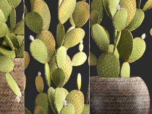 collection of exotic cactus plants 375 3D Модель