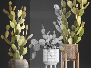 collection of exotic cactus plants 375 3D Модель