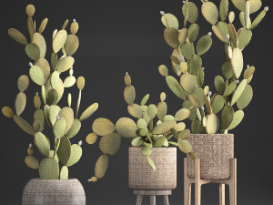 collection of exotic cactus plants 375 3D Модель