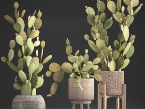 collection of exotic cactus plants 375 3D Model
