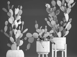 collection of exotic cactus plants 375 3D Model