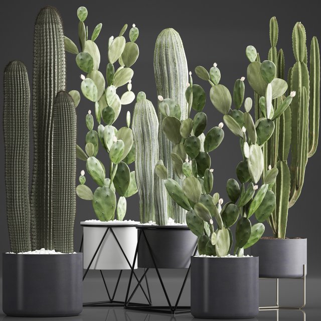 collection of exotic cactus plants 376 3D 模型 .c4d .max .obj .3ds .fbx .stl .blend 
