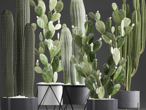 collection of exotic cactus plants 376 3D Model