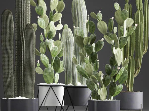 egzotik kakt&uuml;s bitkileri koleksiyonu 376 3D Model