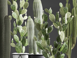 collection of exotic cactus plants 376 3D 模型