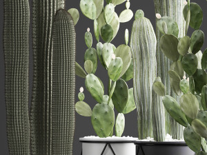 collection of exotic cactus plants 376 3D 模型