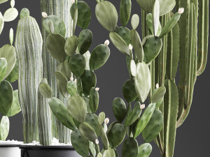 collection of exotic cactus plants 376 3D 模型