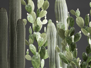 collection of exotic cactus plants 376 3D 模型