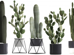 collection of exotic cactus plants 376 3D 模型