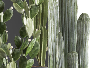 collection of exotic cactus plants 376 3D 模型