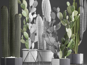 collection of exotic cactus plants 376 3D 模型