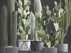 collection of exotic cactus plants 376 3D 模型
