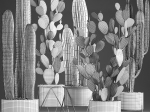 collection of exotic cactus plants 376 3D 模型