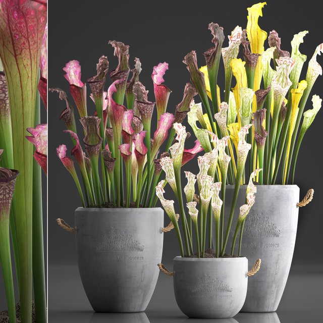 collection of exotic plants sarracenia 377 Model 3D .c4d .max .obj .3ds .fbx .stl .blend 