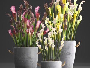 collection of exotic plants sarracenia 377 Model 3D