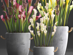 collection of exotic plants sarracenia 377 Model 3D