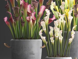 collection of exotic plants sarracenia 377 Model 3D
