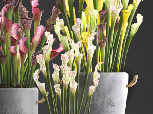 collection of exotic plants sarracenia 377 Model 3D