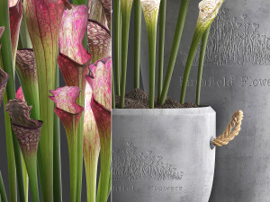 collection of exotic plants sarracenia 377 Model 3D