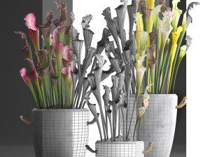 collection of exotic plants sarracenia 377 Model 3D