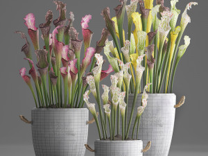 collection of exotic plants sarracenia 377 Model 3D