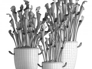 collection of exotic plants sarracenia 377 Model 3D