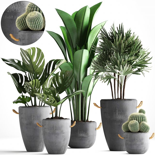collection exotic plants 378 3D Модель .c4d .max .obj .3ds .fbx .stl .blend 