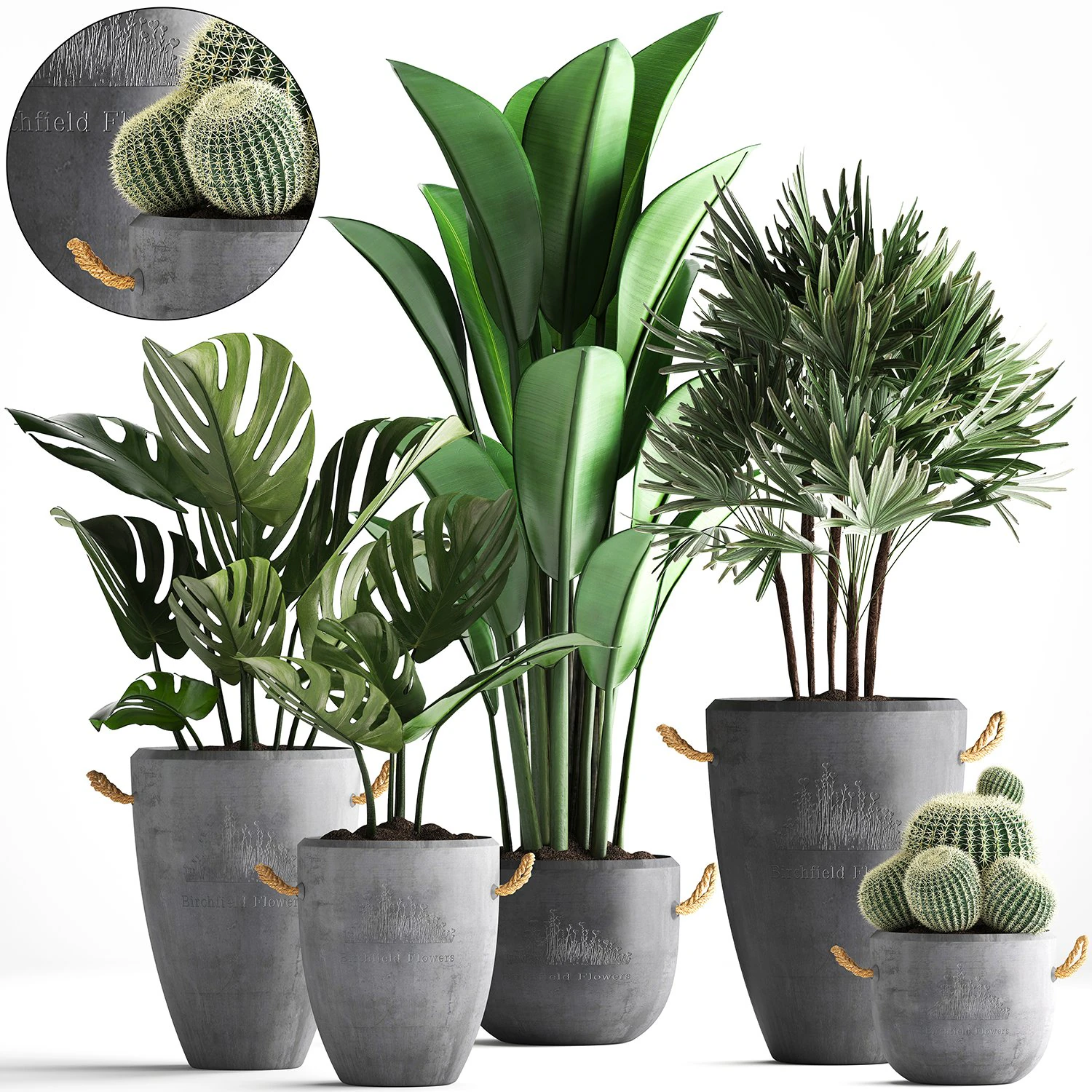 collection exotic plants 378 3D Model .c4d .max .obj .3ds .fbx .stl .blend