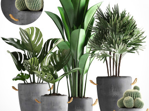 collection exotic plants 378 3D Model