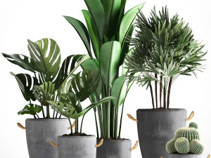 collection exotic plants 378 3D Model