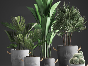 collection exotic plants 378 3D Модель