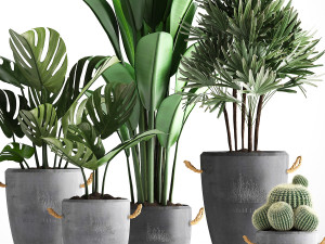 collection exotic plants 378 3D Модель