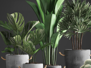 collection exotic plants 378 3D Модель