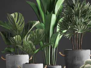 collection exotic plants 378 3D Model