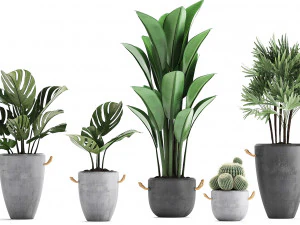 collection exotic plants 378 3D Model