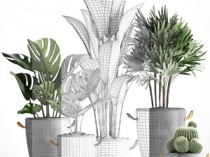 collection exotic plants 378 3D Model
