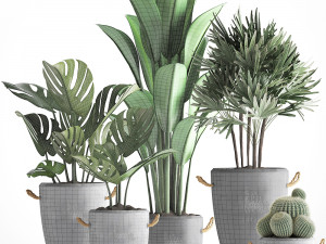 collection exotic plants 378 3D Модель