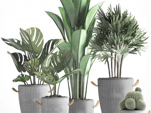 collection exotic plants 378 3D Model