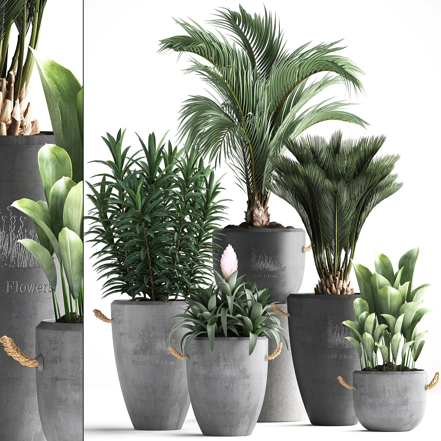 collection exotic plants 379 3D Model .c4d .max .obj .3ds .fbx .stl .blend 