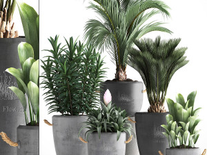 collection exotic plants 379 3D Model