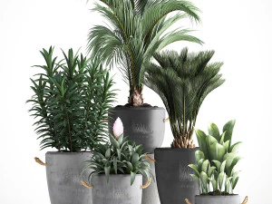 collection exotic plants 379 3D Model