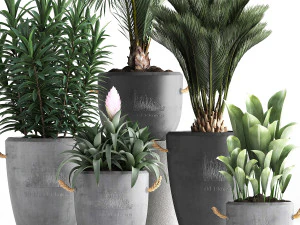 collection exotic plants 379 3D Model