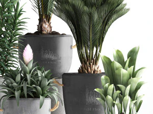 collection exotic plants 379 3D Model
