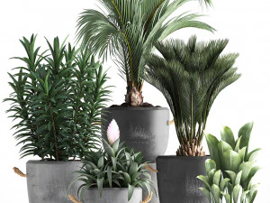 collection exotic plants 379 3D Model