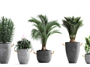 collection exotic plants 379 3D Model