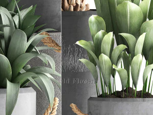 collection exotic plants 379 3D Model