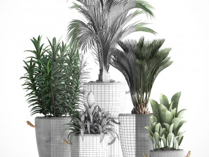 collection exotic plants 379 3D Model
